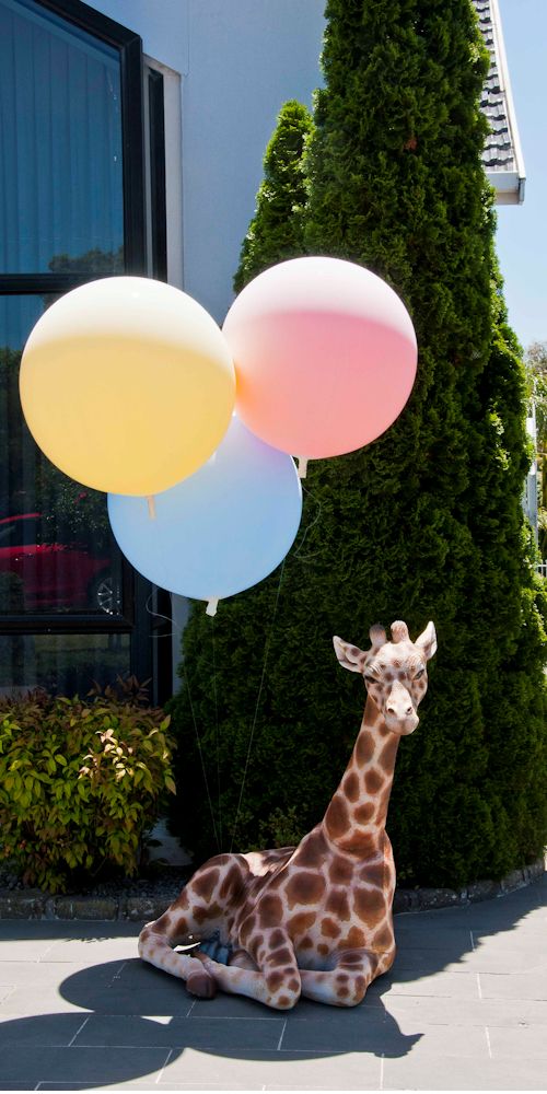 giraffe with balloons harvey L